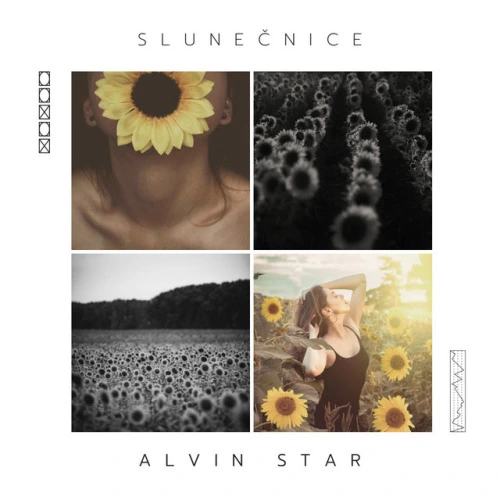 SLUNEČNICE